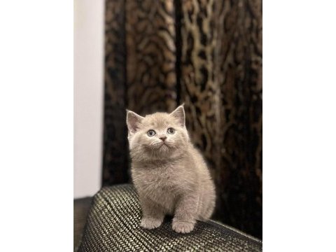 British shorthair lılak yavrularım 