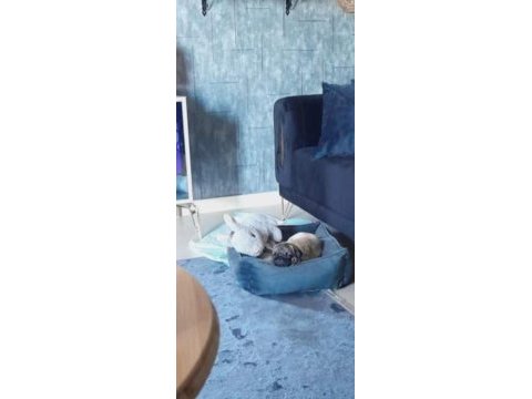 5 aylık pug mops acil