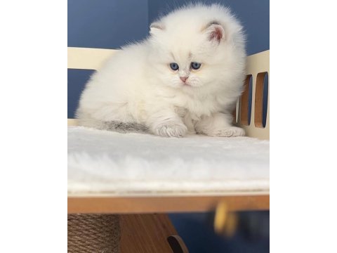 Pamuk şeker silver british longhair 