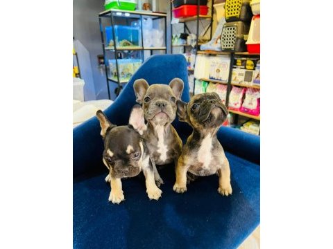 3 adet bulldog yavru