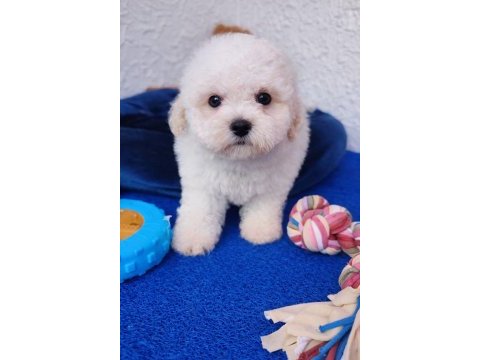 Gerçek a kalite orjinal bichon frise yavrular