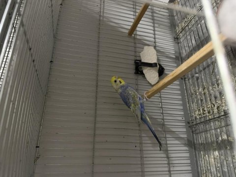 Eş görmemiş 2 adet dişi rainbow muhabbet kuşu