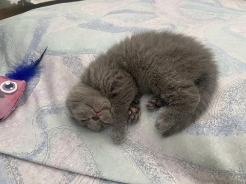 British yavrularımız yeni yuvalarını arıyor