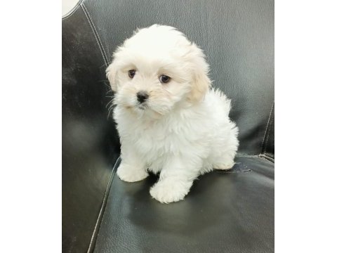 Orjinal maltese bebekler