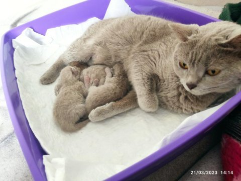 Ön sahiplendirme yavru british shorthair