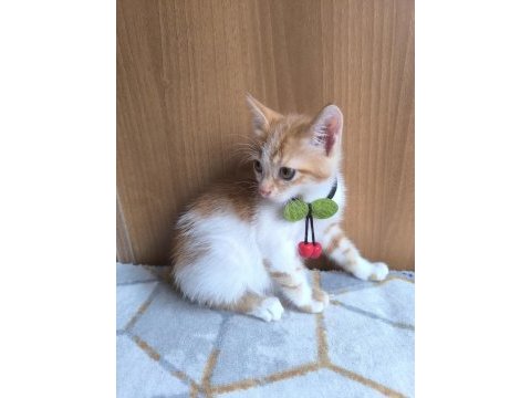 Yavru kediye acil yuva aranıyor