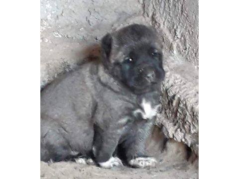 Kangal yavrusu sivas