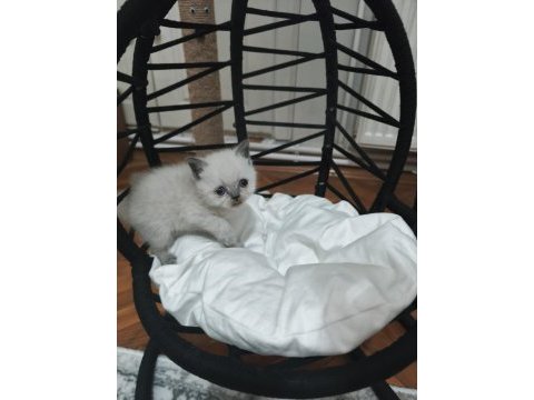 British shorthair blue point yavrularımız