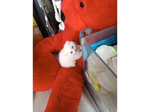 Scottish fold mavi gözlü ve odd eyes yavrular