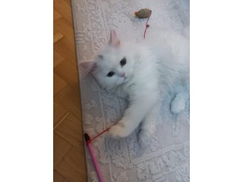 British longhair pamuk uysal kedicik