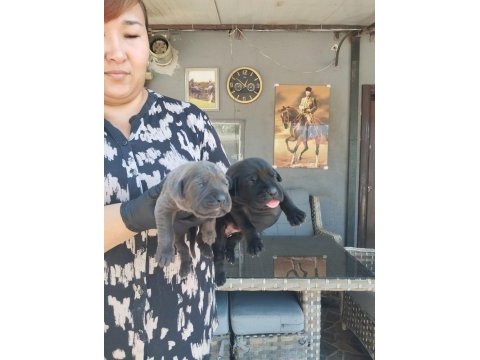 Cane corso yavrularımız