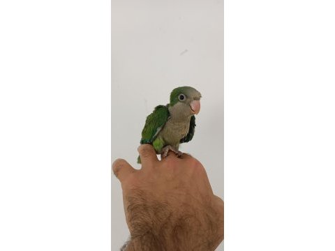 Bebek monk papağanı