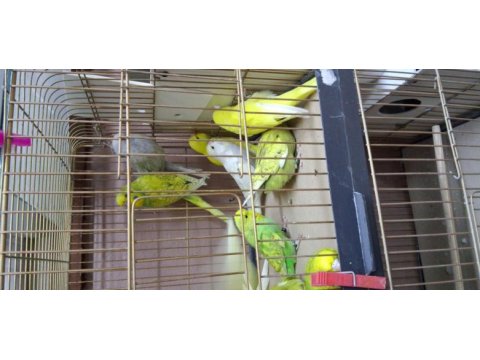 Show jumbo yavru muhabbet kuşlar