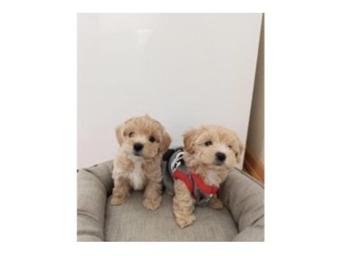 0 boy maltipoo köpeği