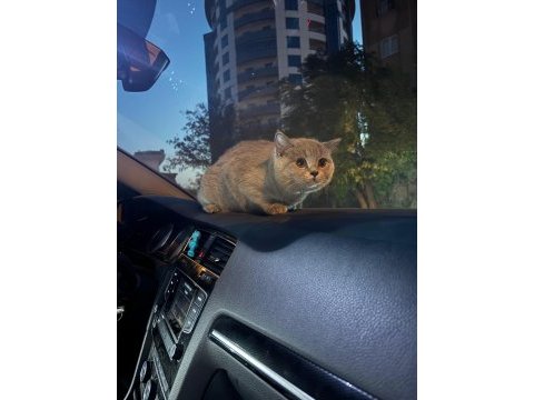 Ücretsiz sahiplendirilecek kedimiz