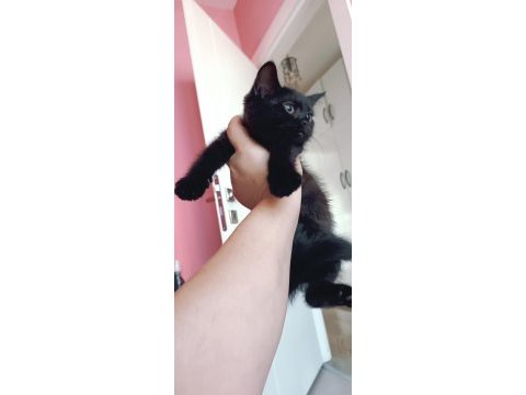 British shorthair silver cocolate cinsi safkan