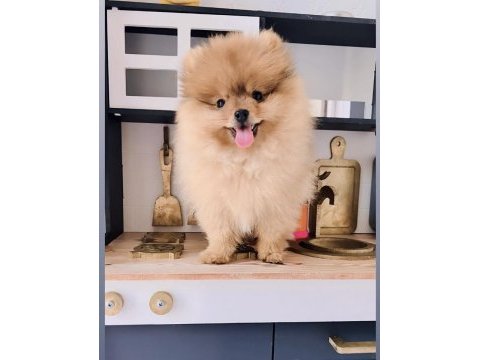 Pomeranian 4 aylık erkek yavru