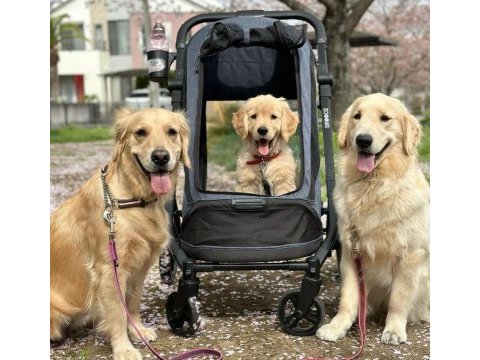Sevimli golden retriever yavruları