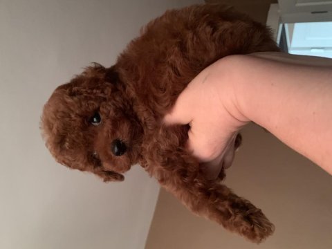 Toy poodle 75 günlük