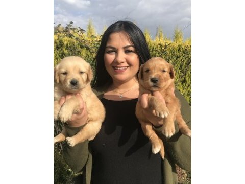 Baby face golden retriever yavrularım