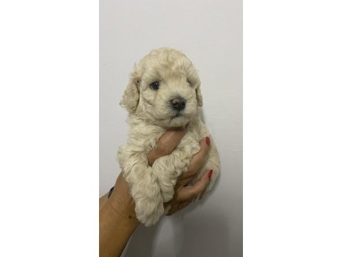 Irk garantili orjinal tam toy poodle erkek
