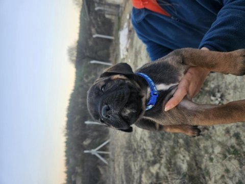 Corsotürkten dev dişi cane corso yavrular