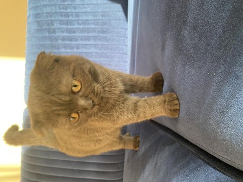 Kızımıza yuva arıyoruz british shorthair