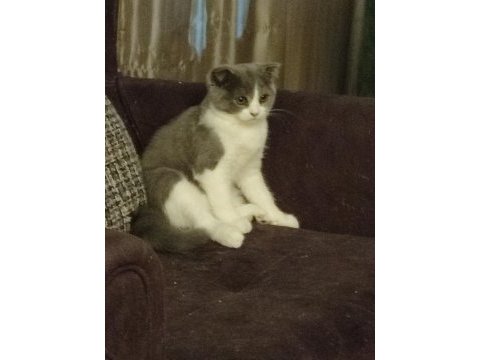Dişi bi color scottish fold ve dişi british shortair