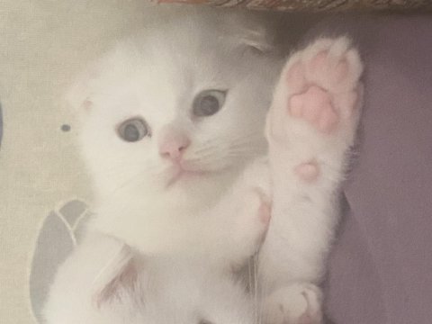 Scottish fold kedimiz