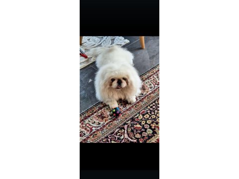 Safkan pekinez köpekler