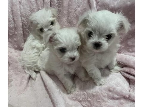 50 günlük kif a seçere maltese bebekler