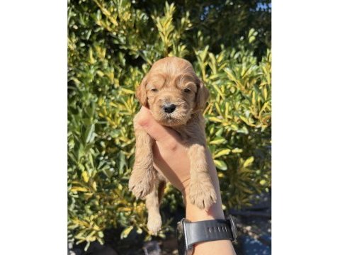 Ailenizin yeni dostu maltipoo yavrular