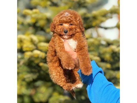 Dünyalar tatlısı pomeranian yavru köpeğimiz