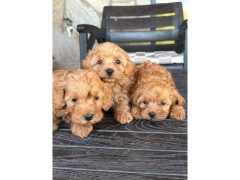 Maltipoo şeker mi şekerler
