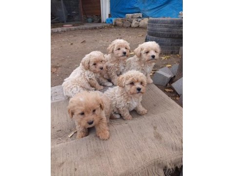Teacup maltipoo yavrularımız