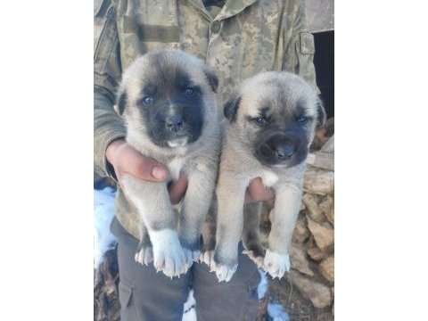 Sivas merkezden anne sütünden kesilmiş kangal yavrular