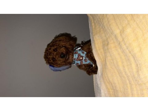 1 yaşında tam bir evcimen küçük poodle kafimizi