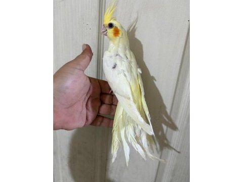 60 günlük kusursuz lutino bebek sultan papağanı