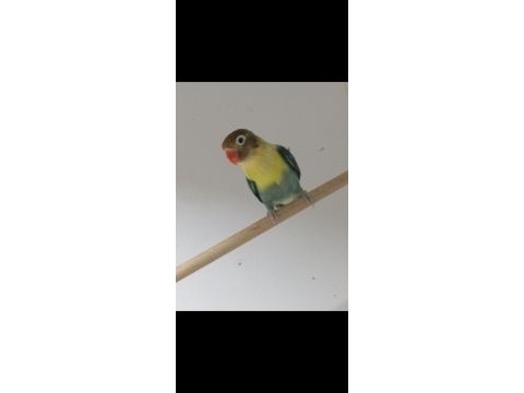 3 adet dışı cennet papağanı