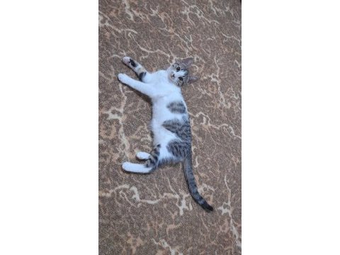Alvinim yeni yuva arıyor tekir