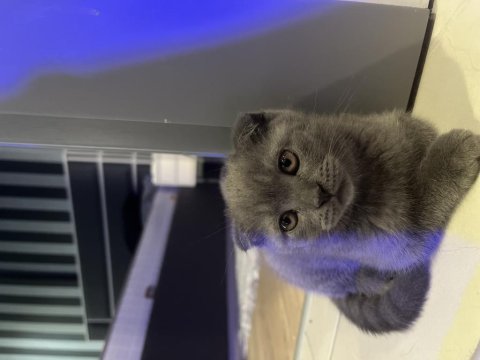 2 aylık scottish fold