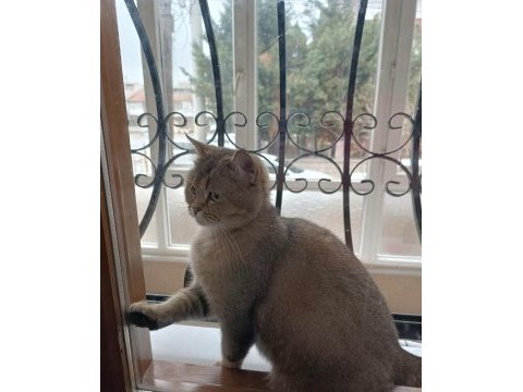 Dişi 1 yaşında british shorthair gold