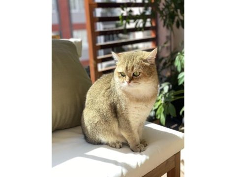 British shorthair golden british shorthair