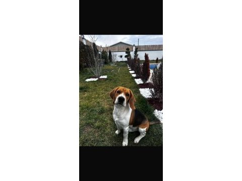 Safkan beagle