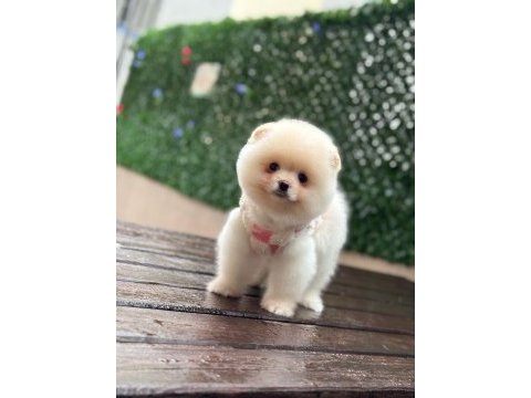 Pomeranian bebekler