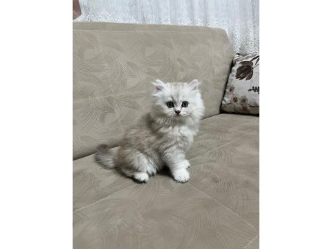 Telime hazır silver erkek british longhair yavrumuz