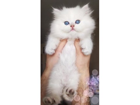 Full secereli british longhair as1133