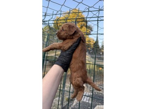 Red brown maltipoo yavrum