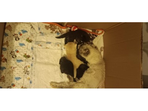 Çikolata ve karamel persian