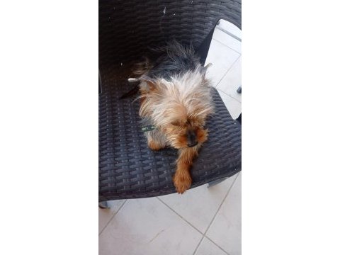 Sahiplendirilecek yorkshire terrier